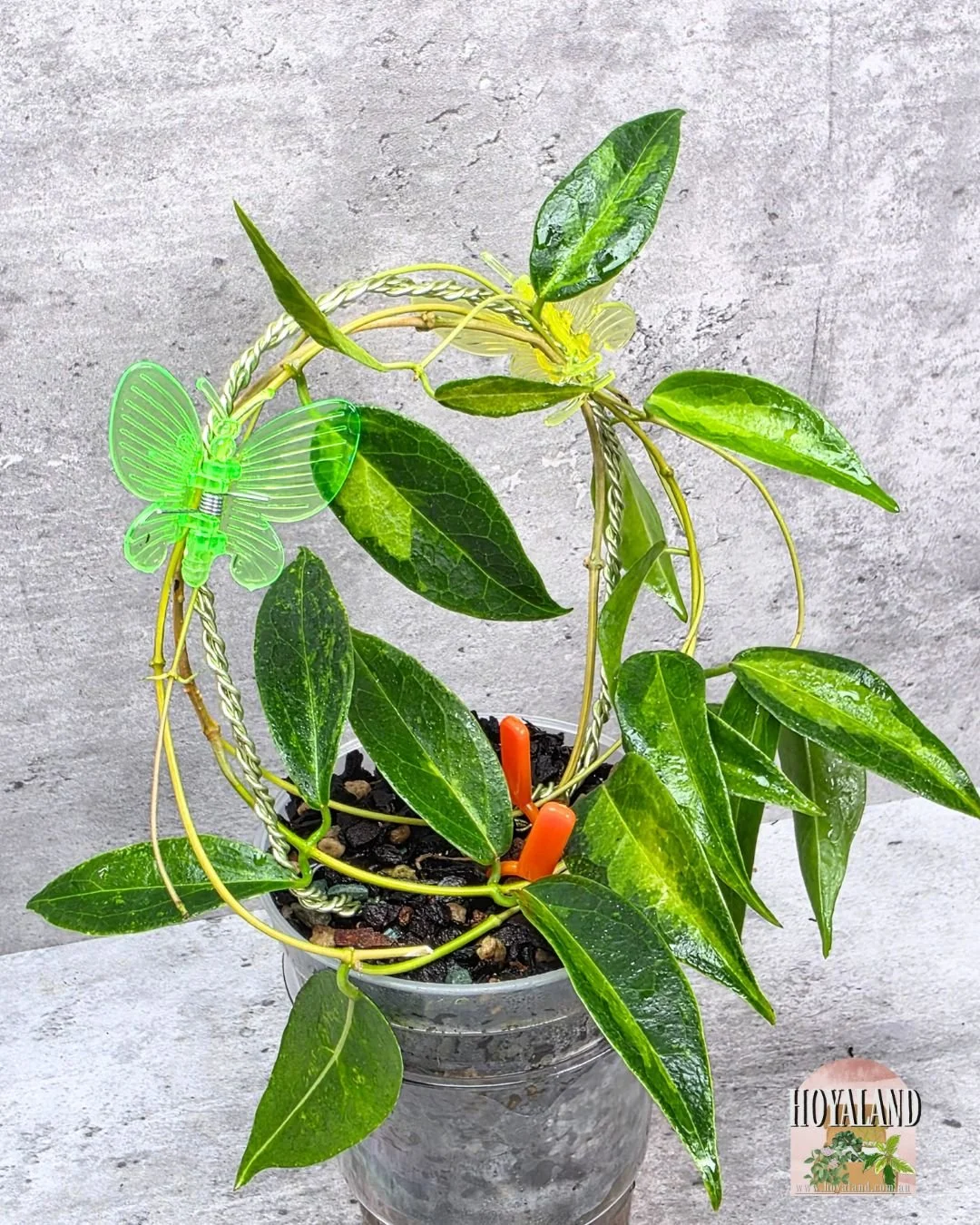 Hoya dennissii frida (4).jpg