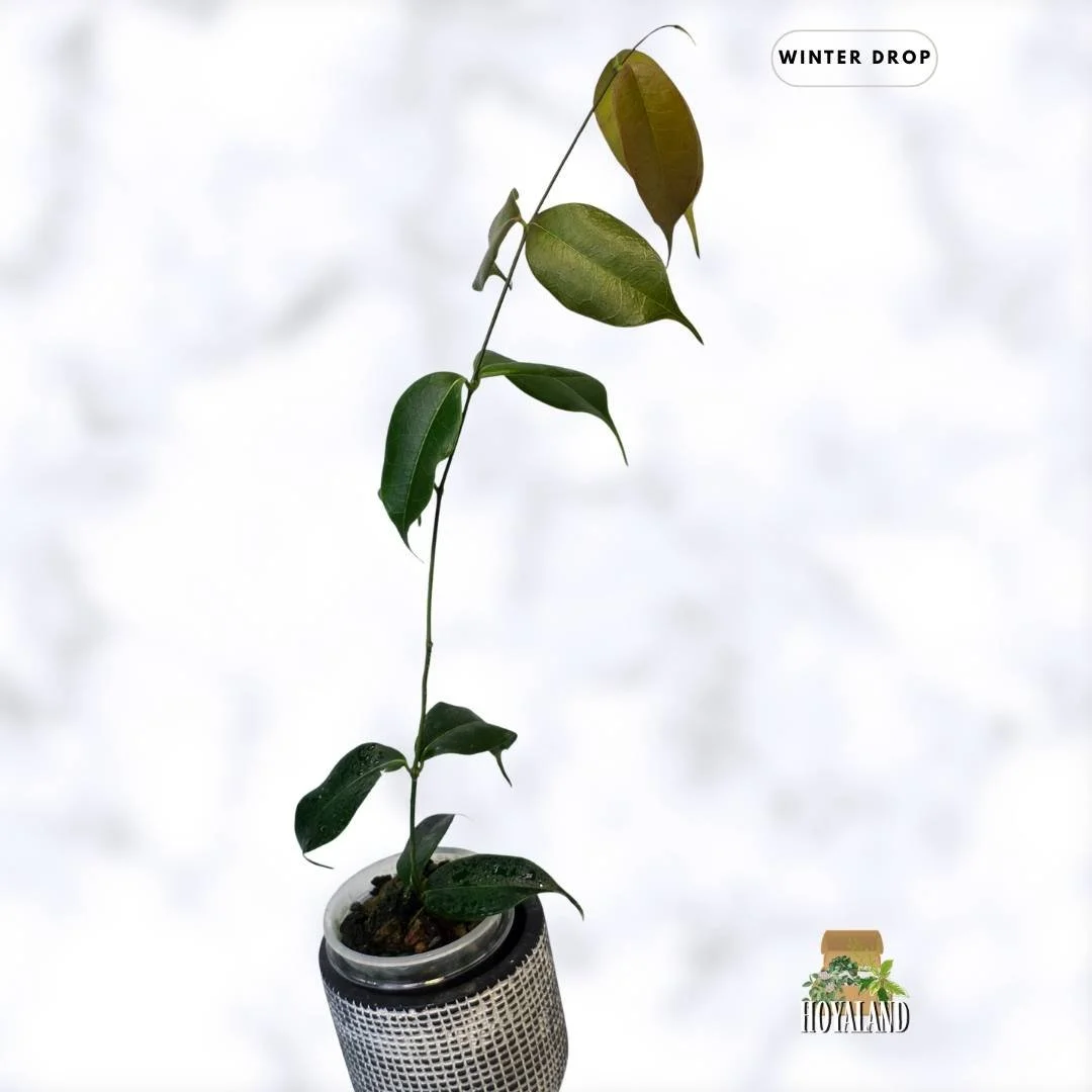 buy-rare-hoya-medusa-fragrant-bronze-leaves-australia.webp (3).jpg
