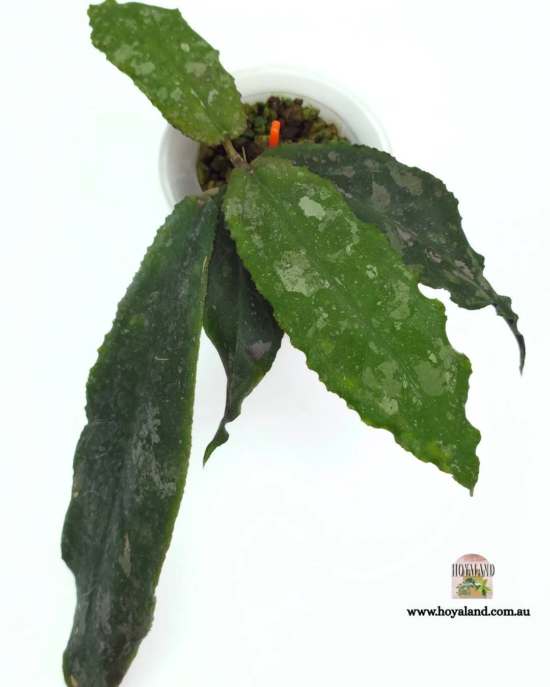 Hoya undulata (3).jpg
