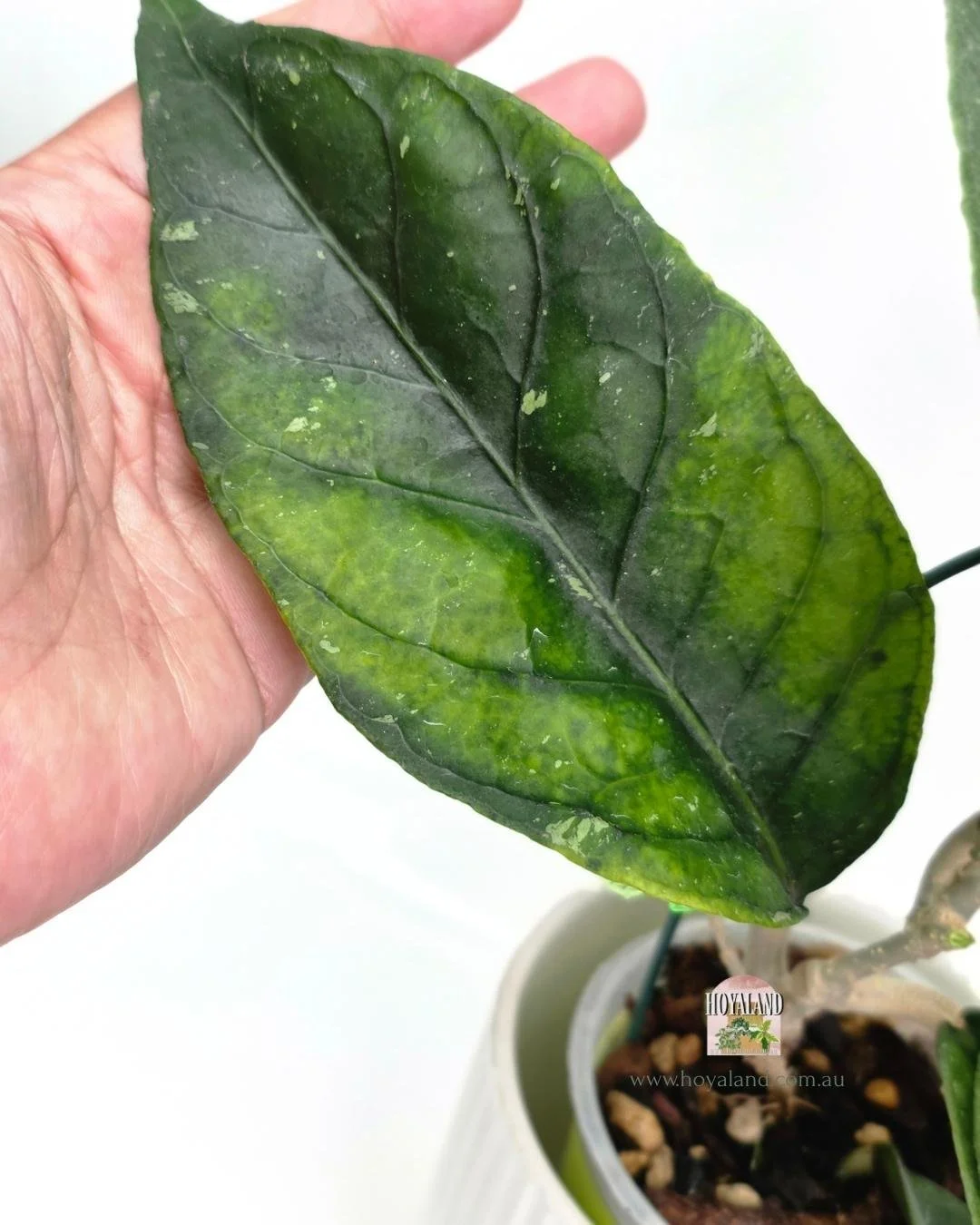 Hoya Gayo Lues Green (5).jpg