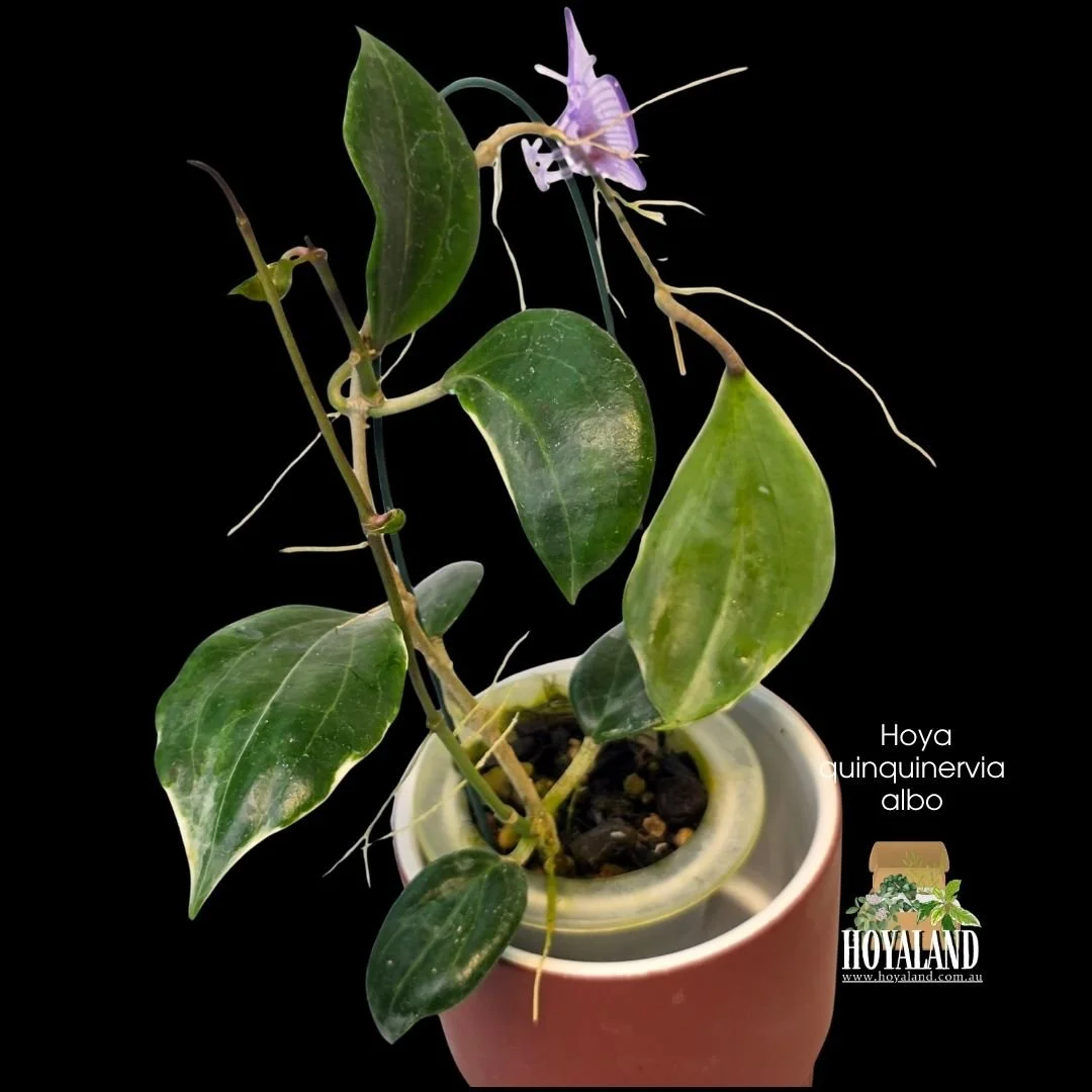 Hoya Quinquinervia lil plu (4).jpg