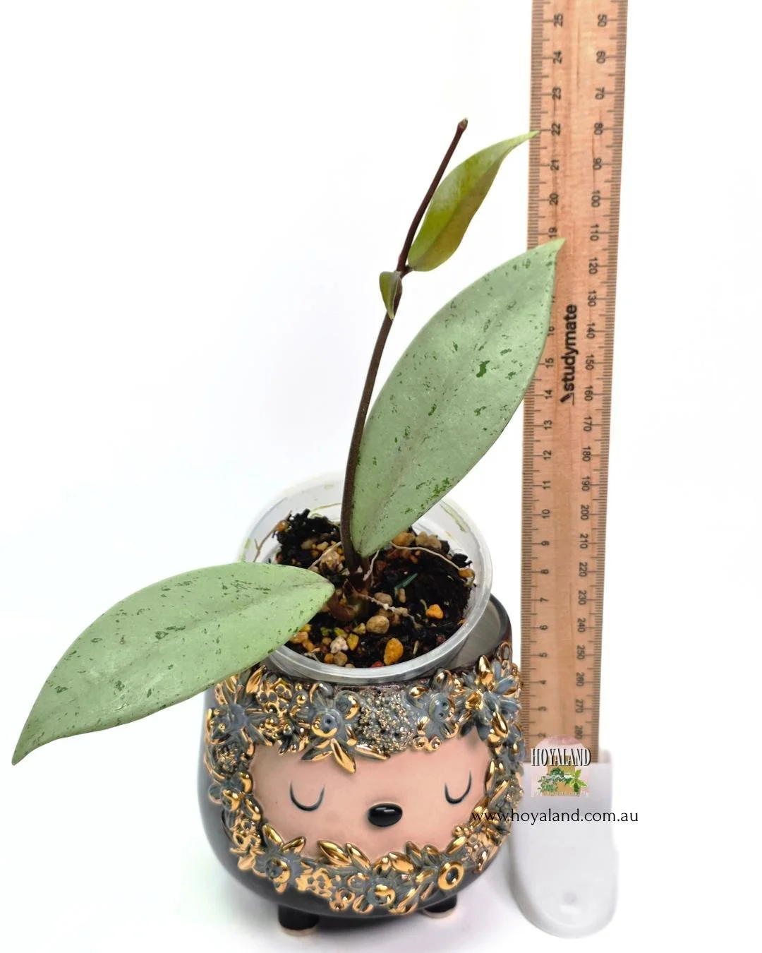 Hoya pubicalyx pink silver ghost 2.jpg