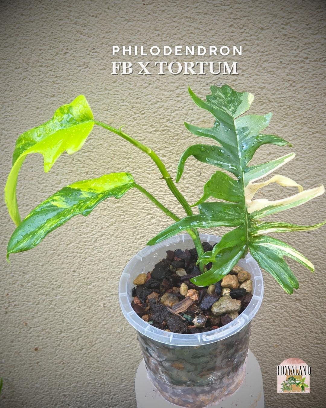 Philodendron fb x tortum  (5).jpg