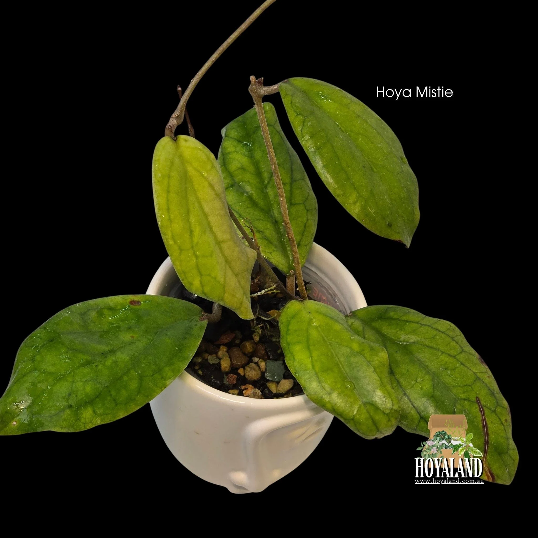 Hoya Mistie (2).jpg