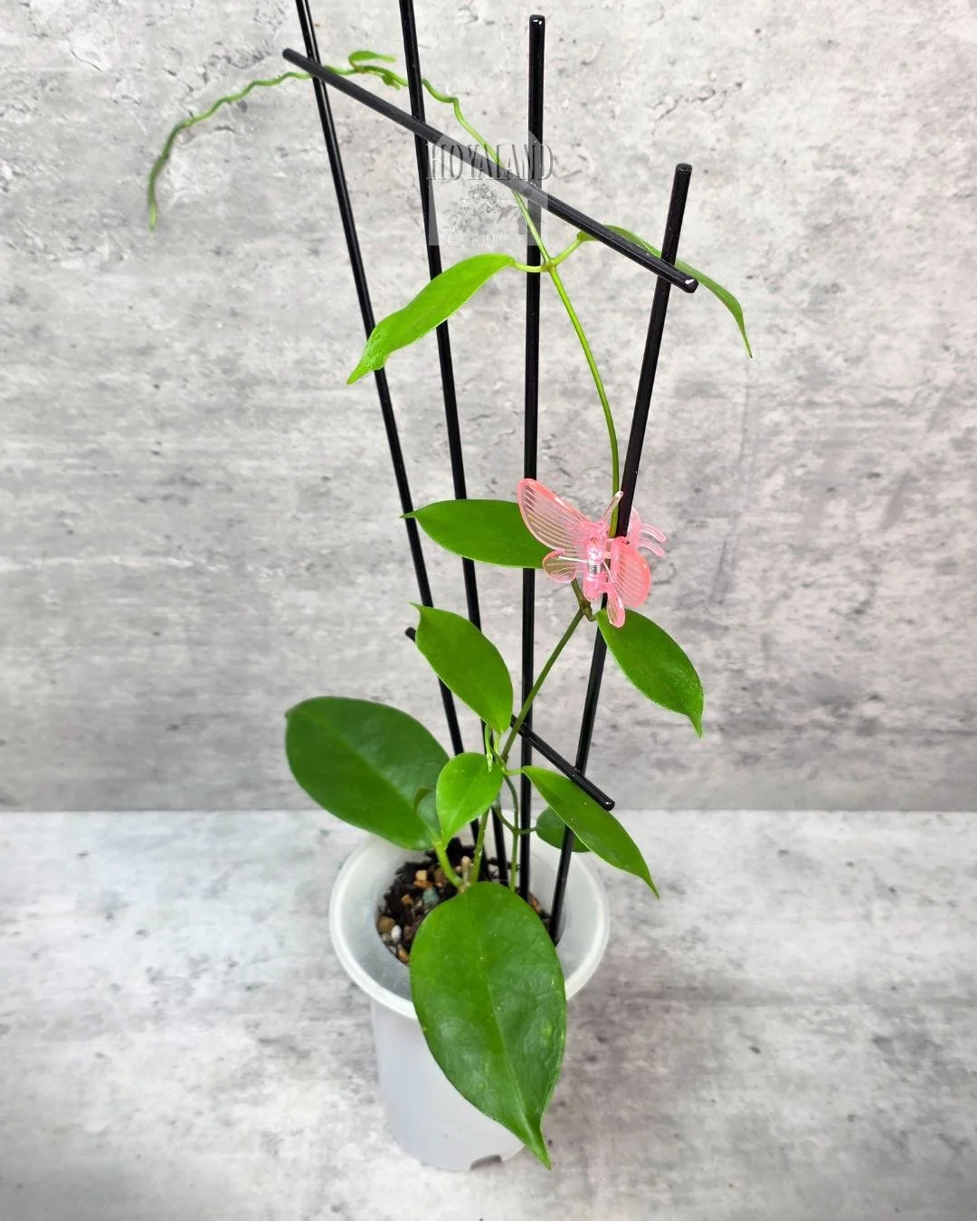 Hoyoa ovalau island (3).jpg