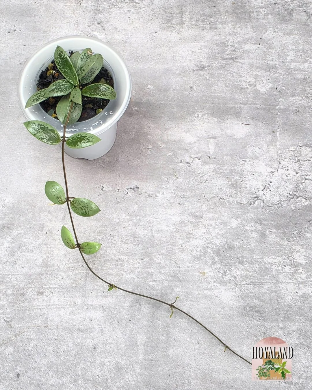 Hoya aff picta silver mini coin (3).jpg