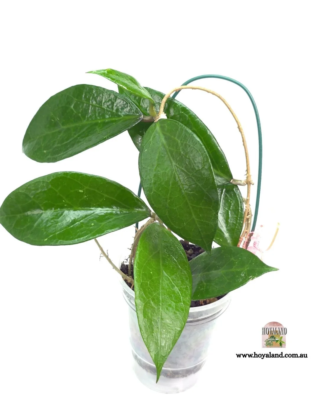 Hoya sumbawa (4).jpg