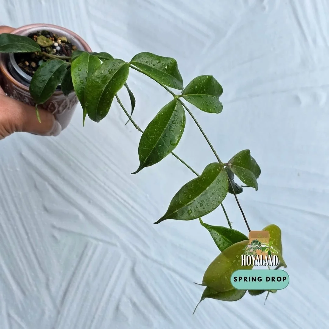 Hoya medusa.jpg