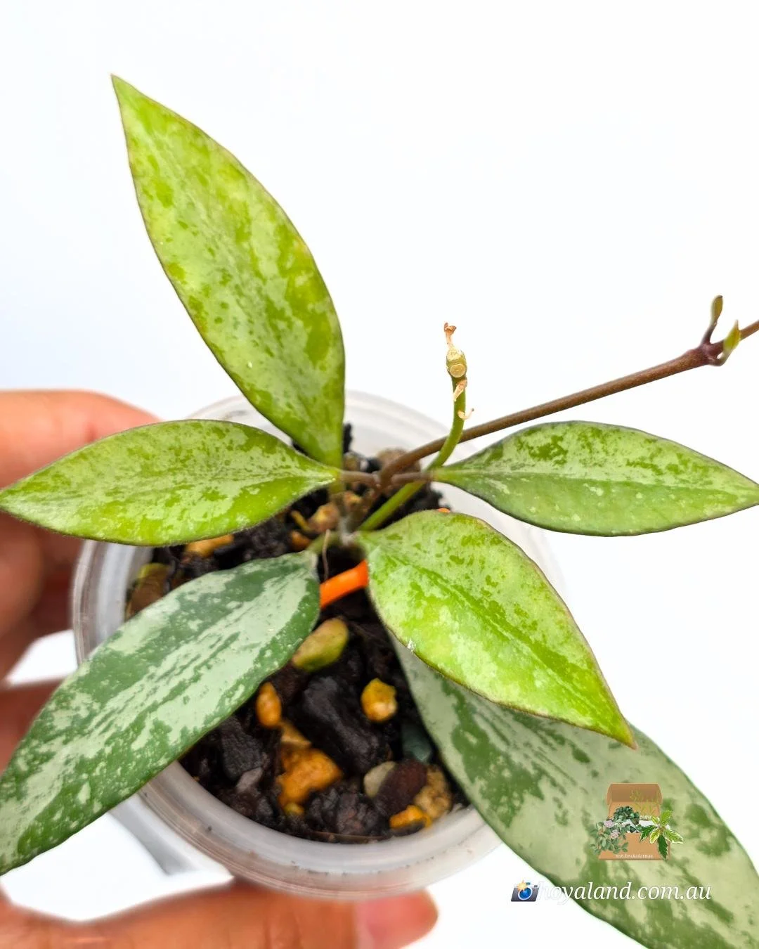 🌞 Hoya 'Rosita' Silver 1 – The Metallic Hybrid (Wayetii x Aff. Burtoniae) 🩷