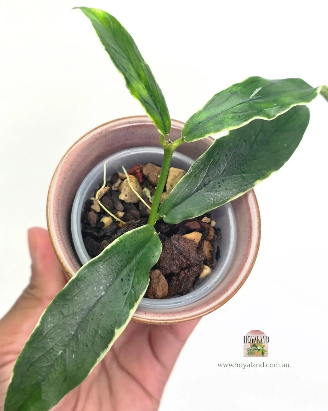 🍂  Rare Hoya Lobbii Outer Variegated 🐰