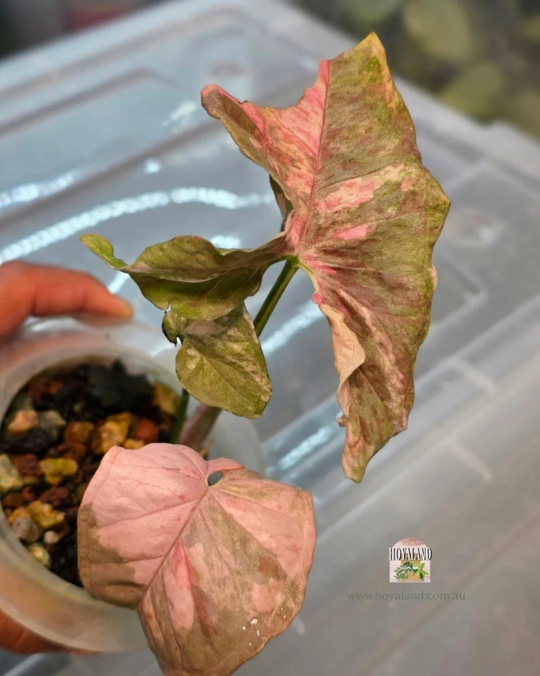Syngonium confetii mutation (8).jpg