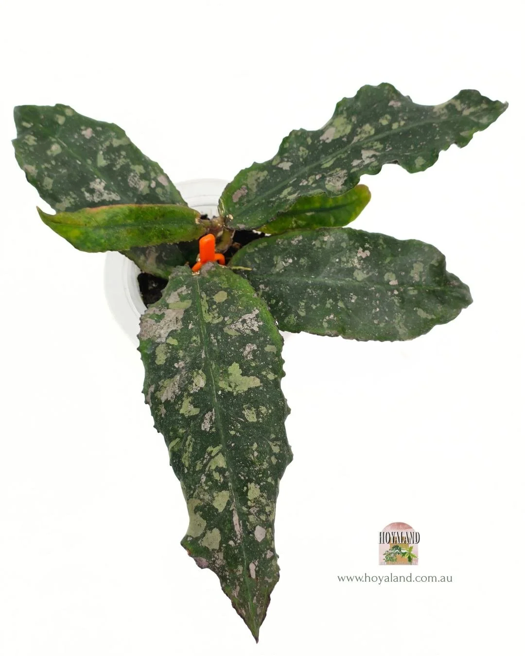 Hoya undulata (3).jpg