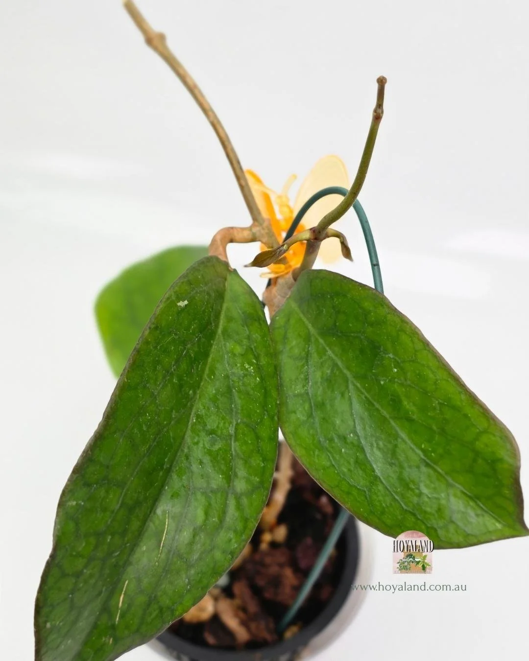 🍂 Rare Hoya AH 138 Giant Leaves | Sunstressing Edges | Hoyaland B