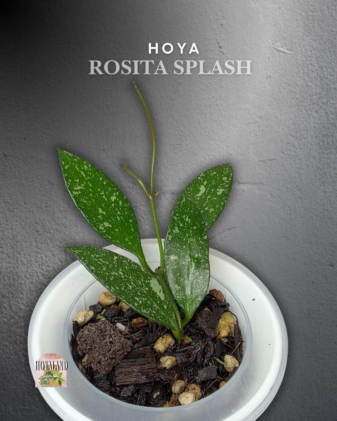 Hoya Rosita Splash (5).jpg