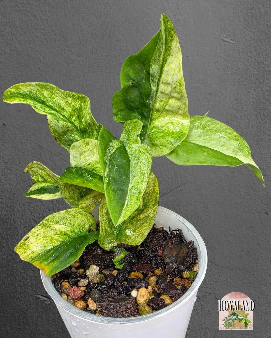 Raphidorphora korthalsii (5).jpg