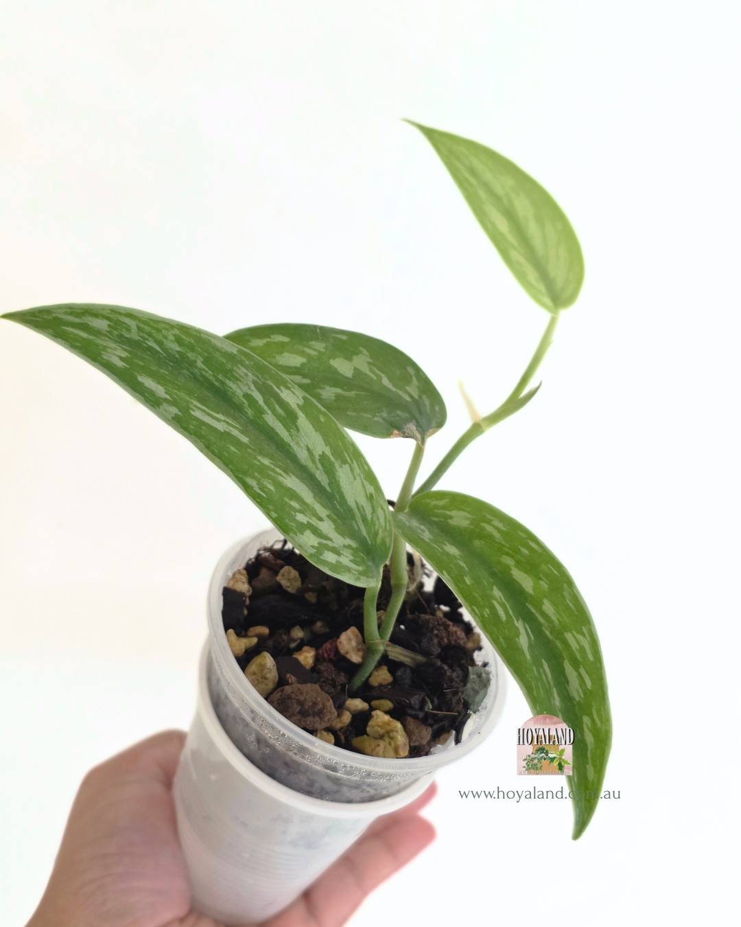 Scindapsus narrow (2).jpg