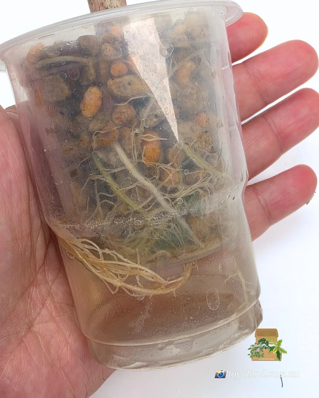 Alocasia pseudo sanderiana pink (5).jpg