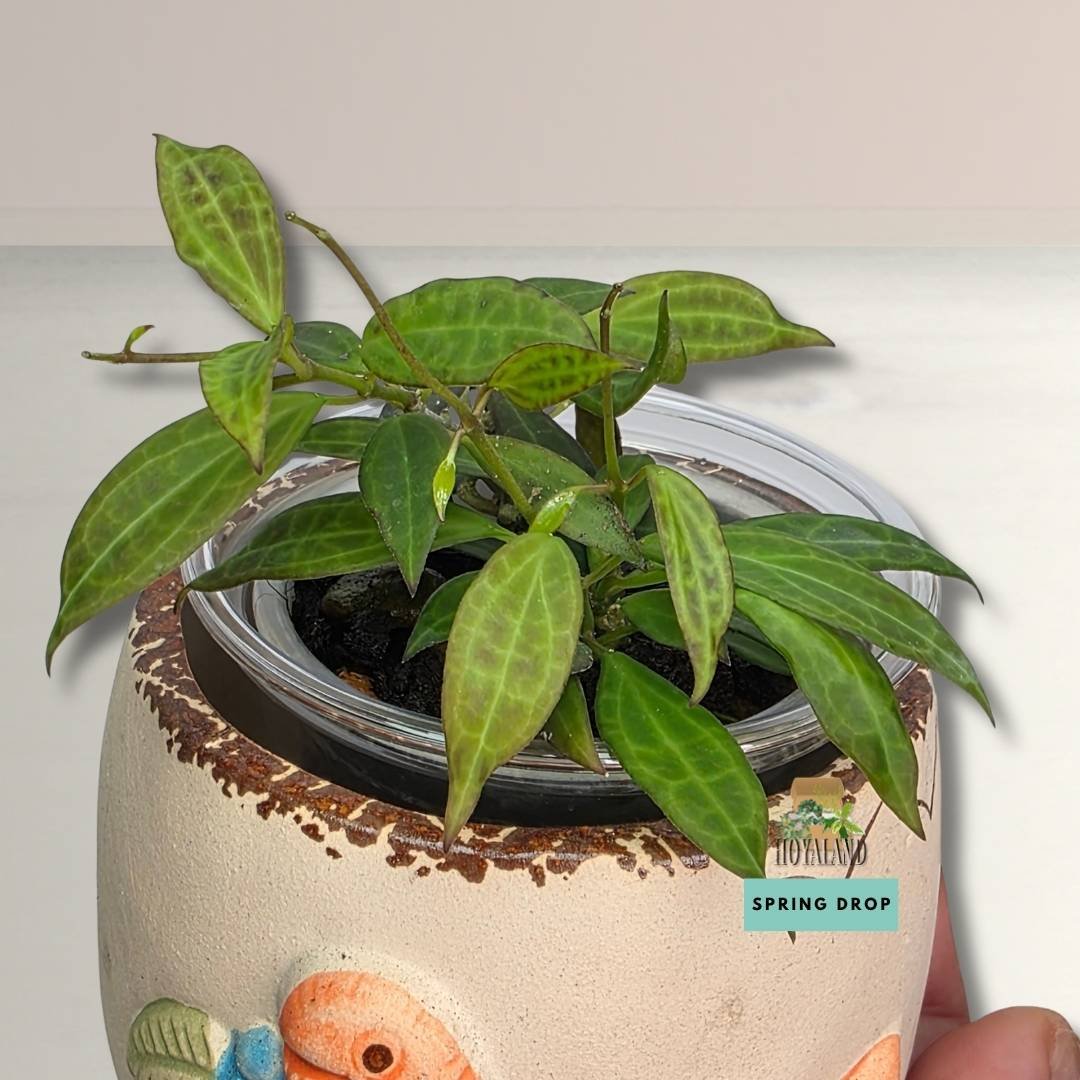 Hoya microdwarf (2).jpg