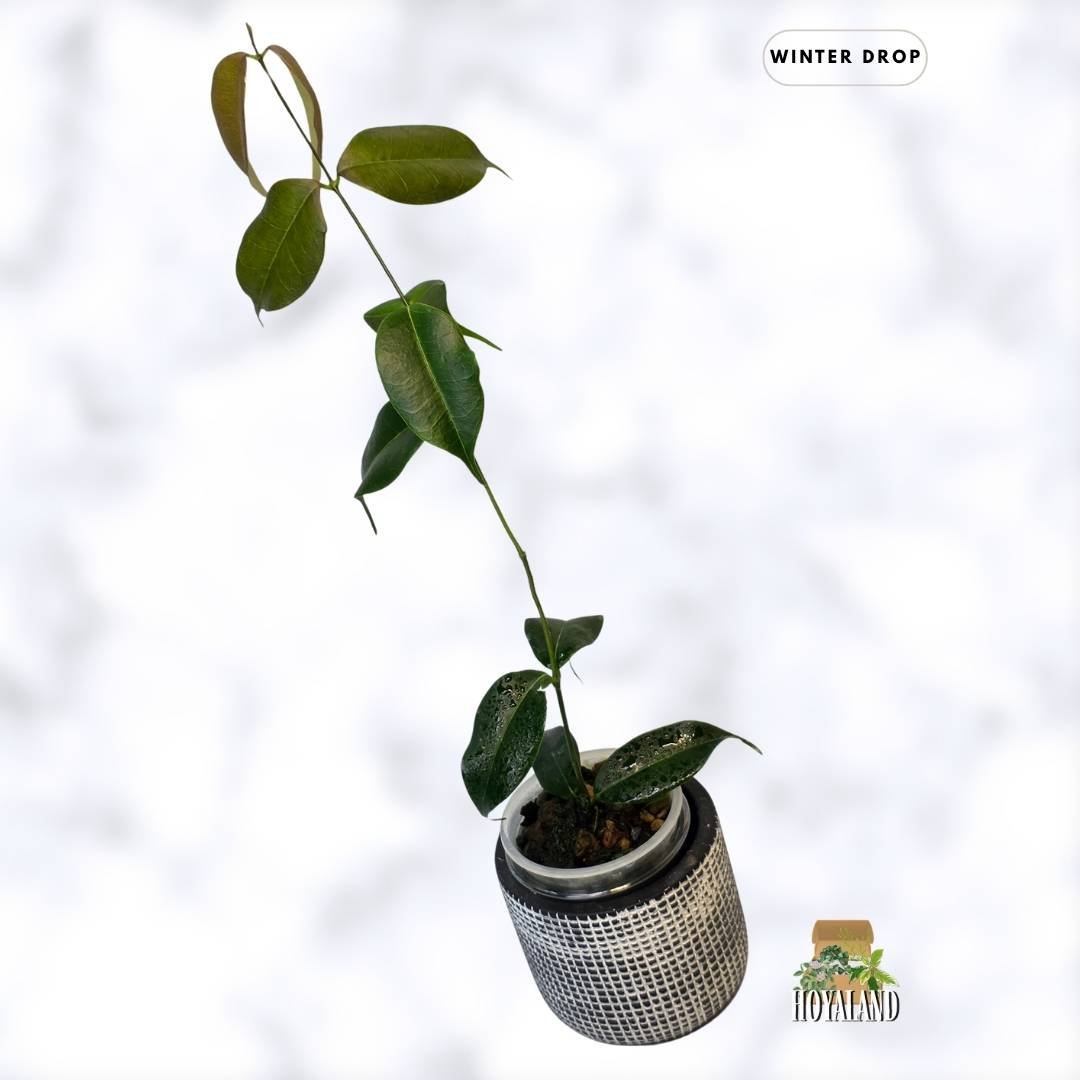 buy-rare-hoya-medusa-fragrant-bronze-leaves-australia.webp (1).jpg