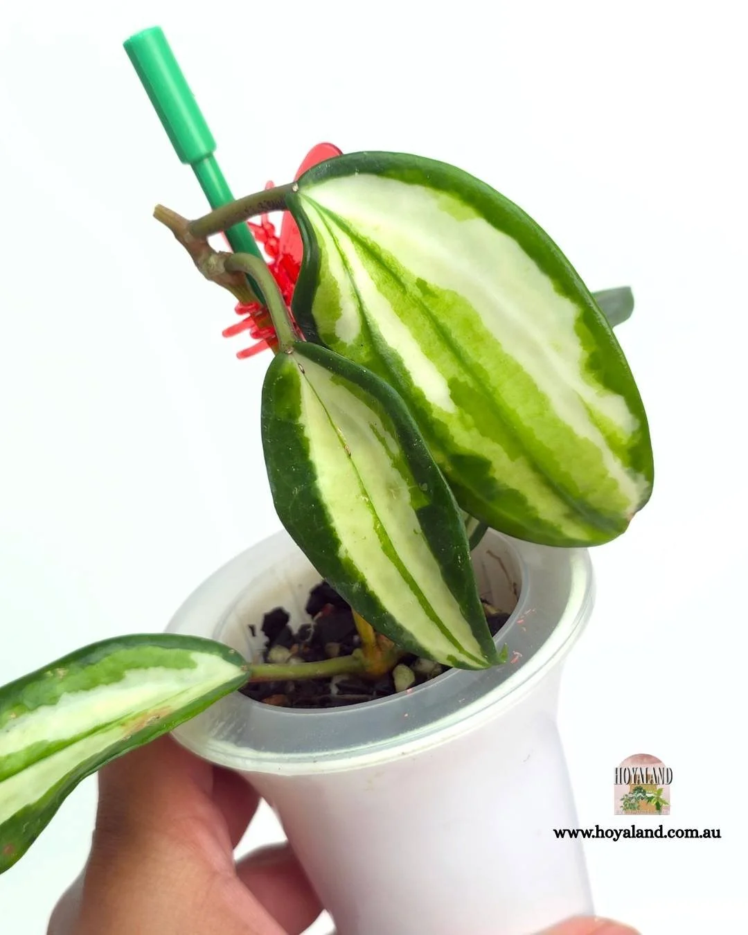 Hoya latifolia queensy (20).jpg