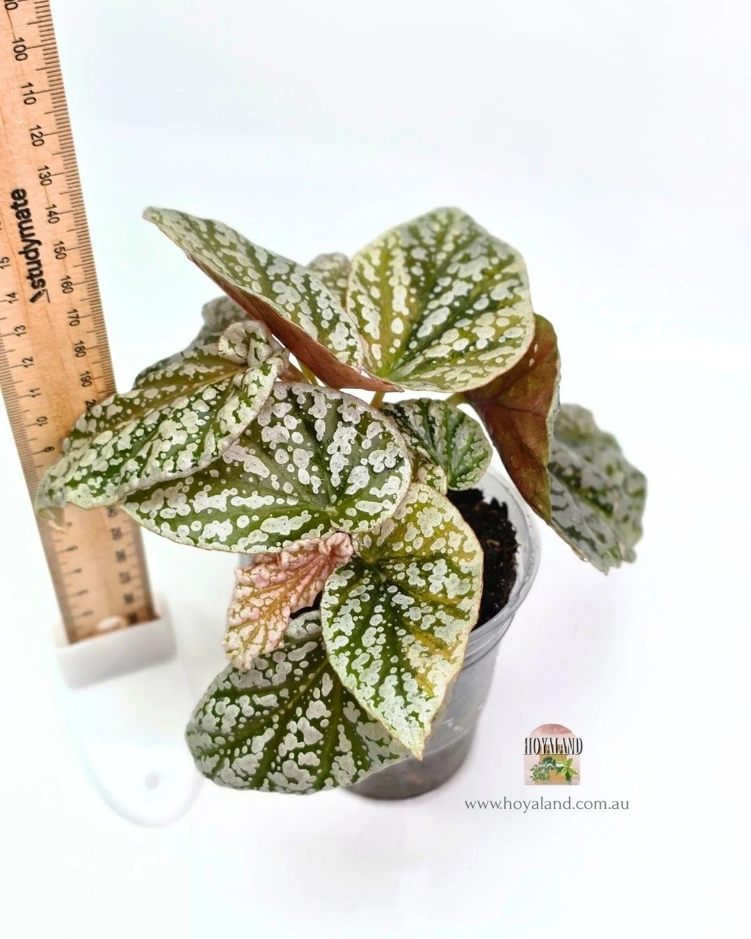 🍂 Begonia Snowcapped Variegata