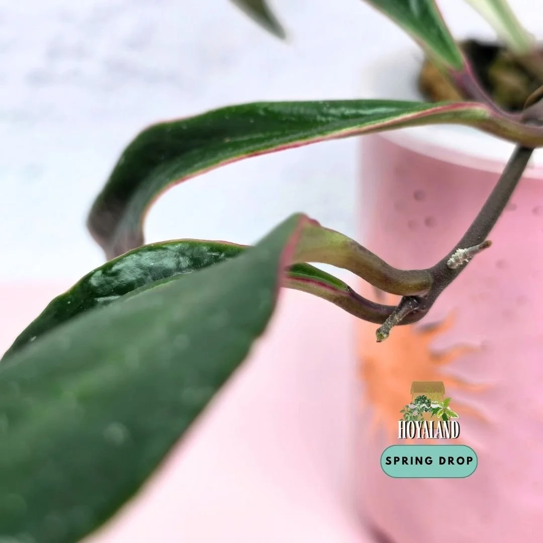 Hoya sulawesiana albo (2).jpg