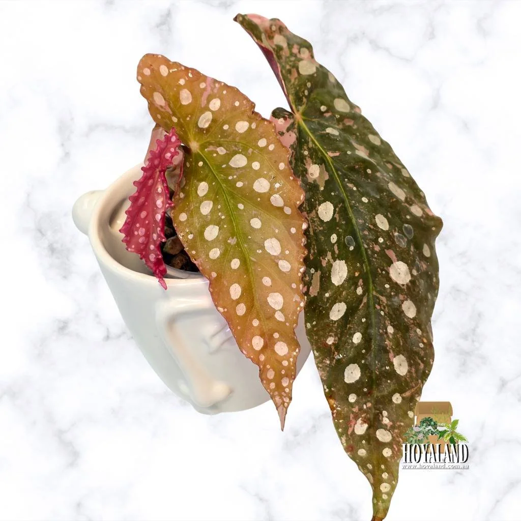 Begonia maculata 2 (2).jpg