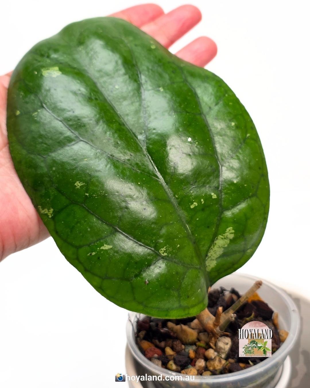 Hoya Elephant (2).jpg