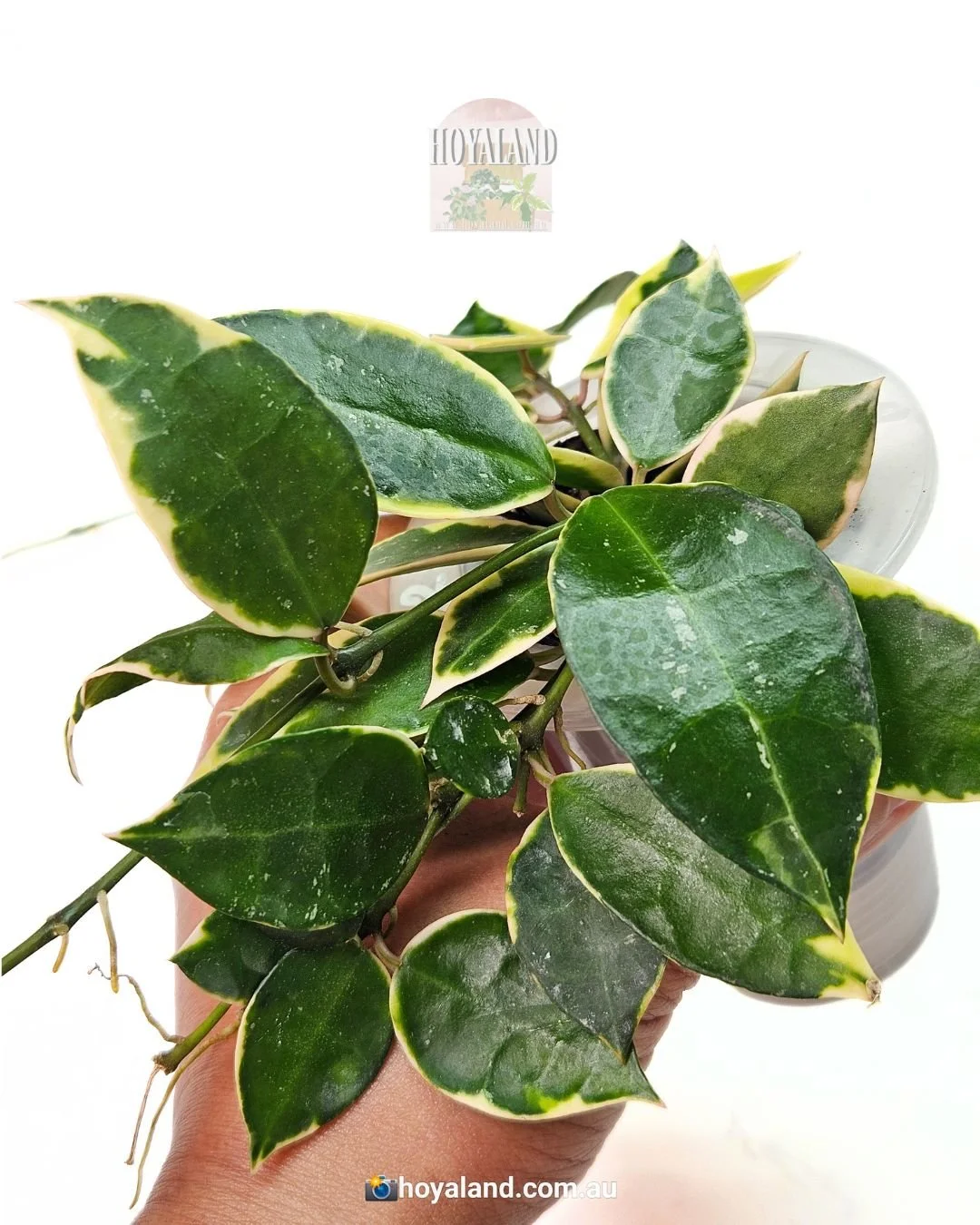Hoya lacunosa wonosobo (7).jpg