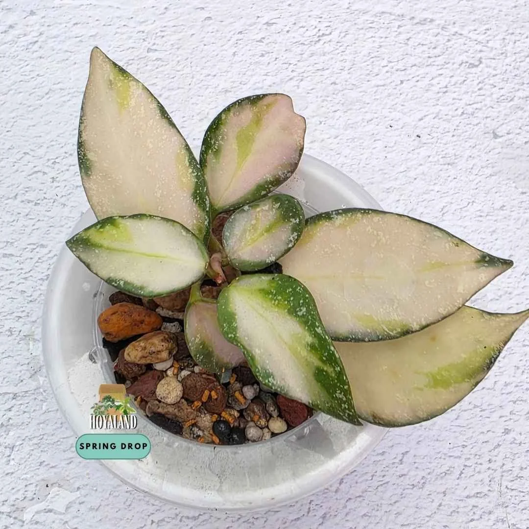 Established rare Hoya nabawanensis variegata showing slender lanceolate foliage with creamy variegation