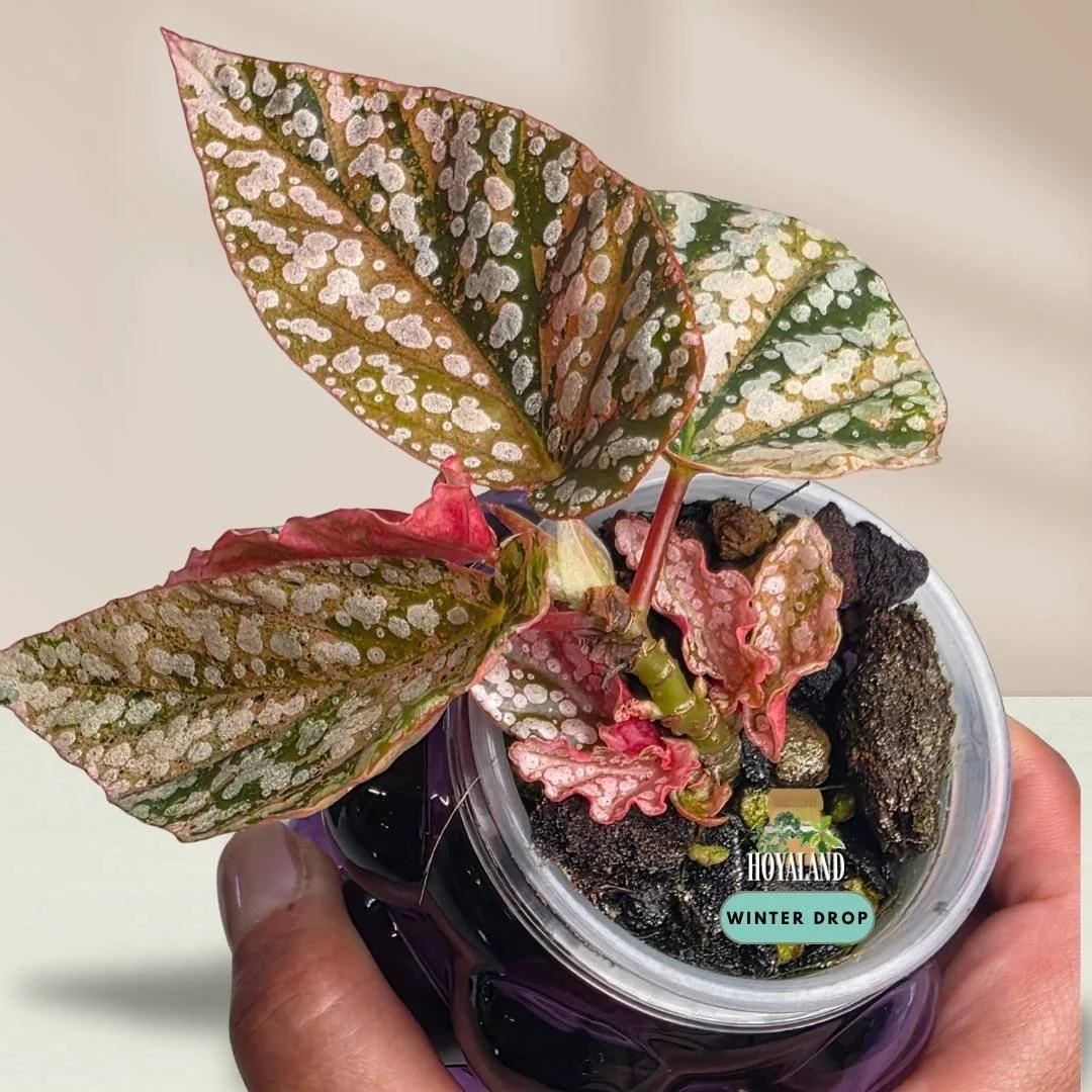 Established Begonia Snow Capped Variegata cane begonia showing silver polka dots and shifting pink variegation