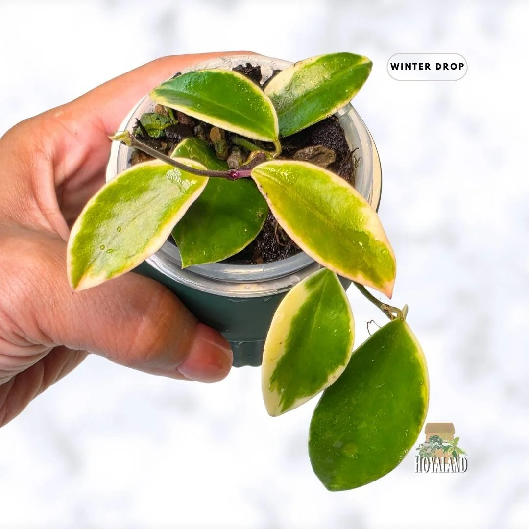 buy-rare-hoya-halophila-albo-small-variegated-leaves-australia.webp (1).jpg