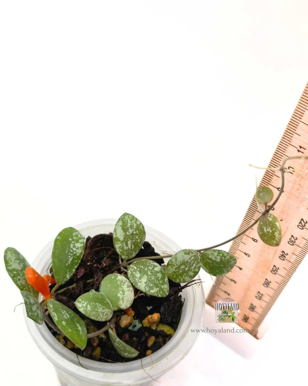 Hoya mini coin silver (3).jpg