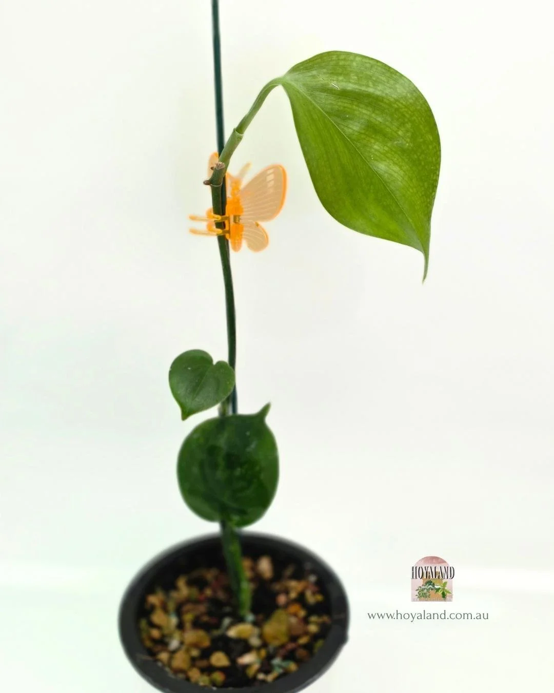 Scindapsus white monster 1 (2).jpg