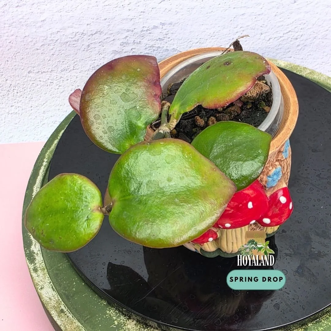 Established Hoya anulata Iron Range QLD IML 0024 climbing vine showing thick lime-green leaves with coppery-red sun-stressing margins and hairy flowers