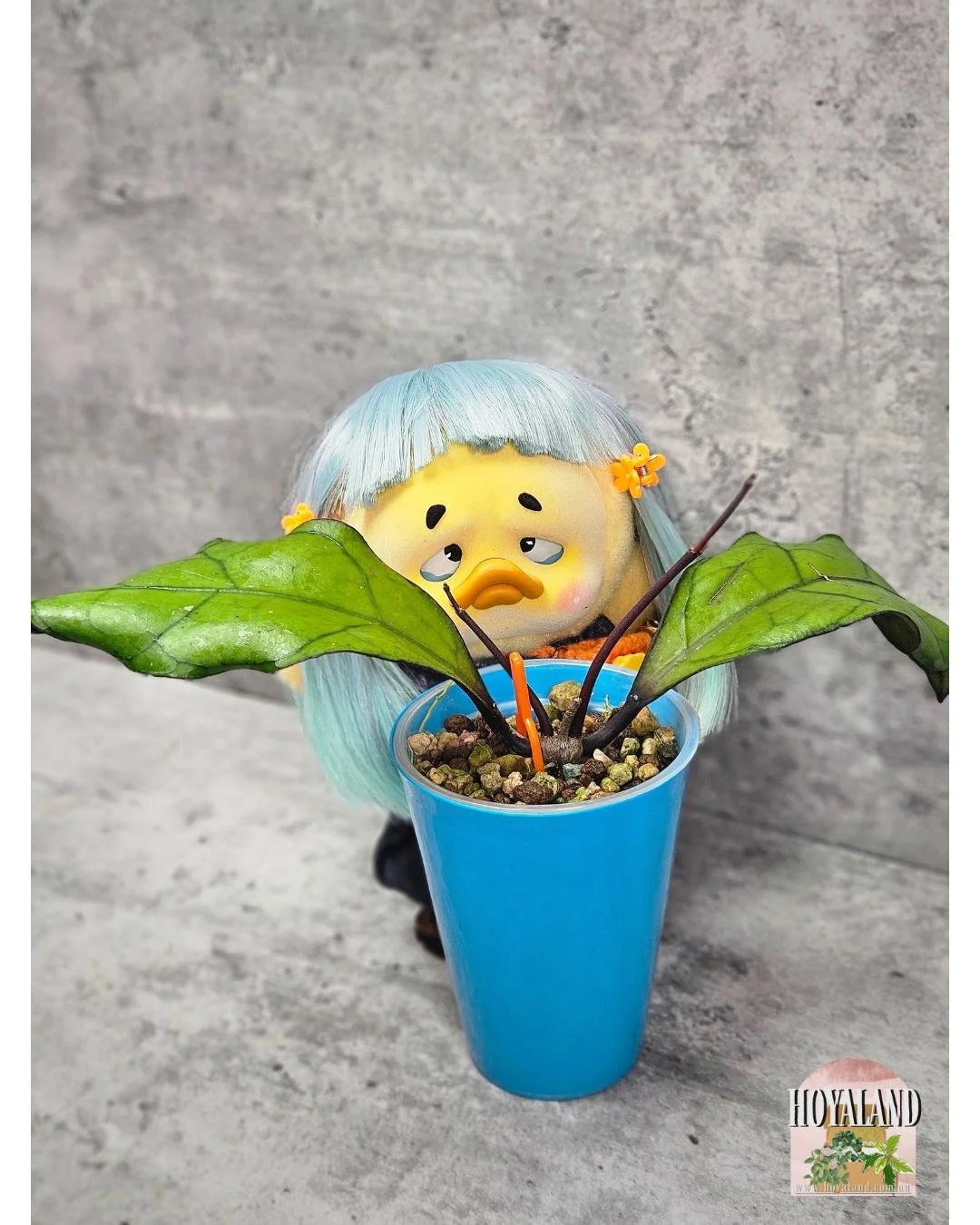 Hoya finlaysonii Tabalong.jpg