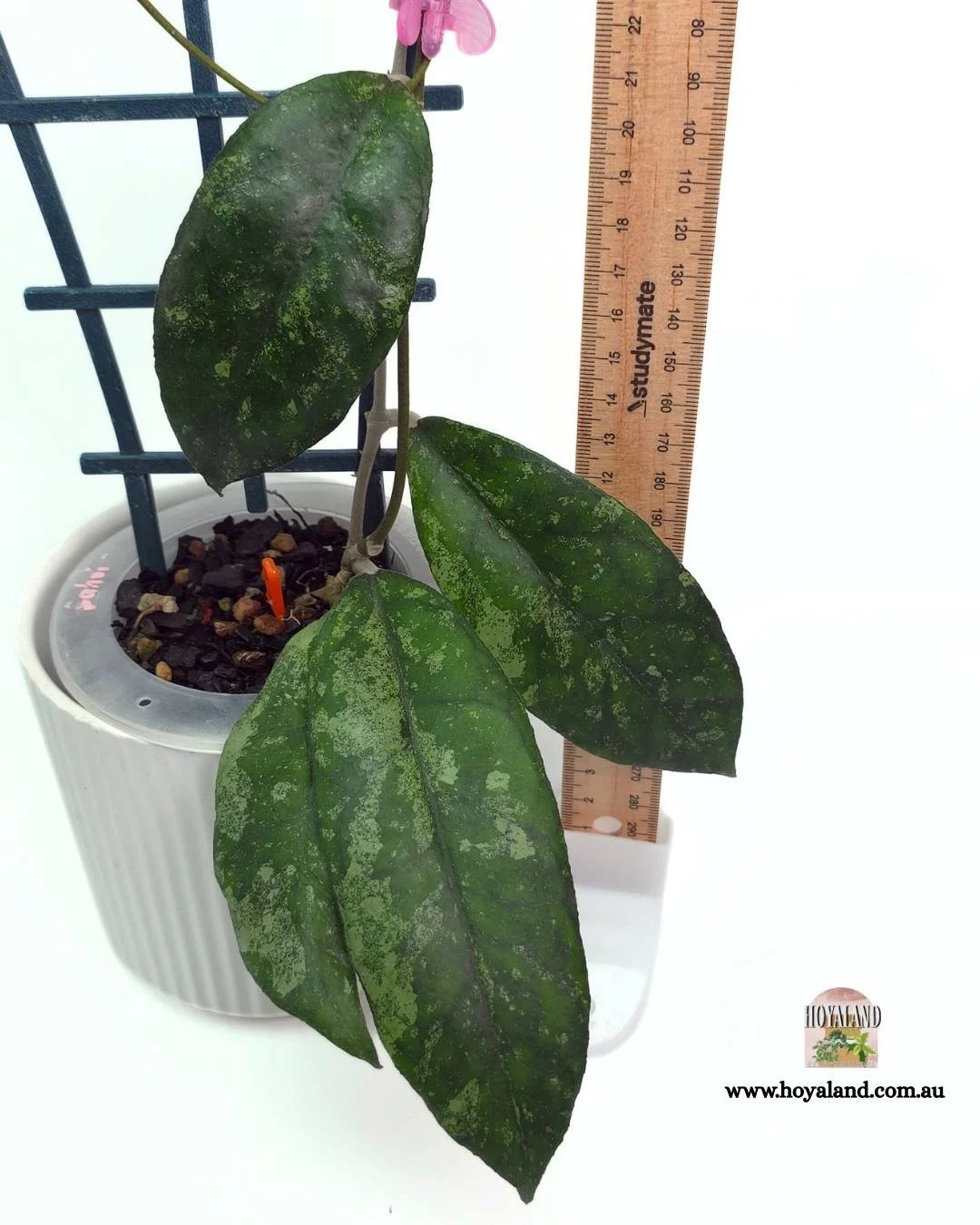 Hoya finlaysonii bahoii (3).jpg