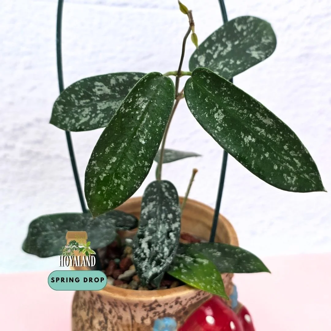 Hoya sungwookii (Formerly sp. Hon Thom – Fast-Growing Silver Splash Vine)