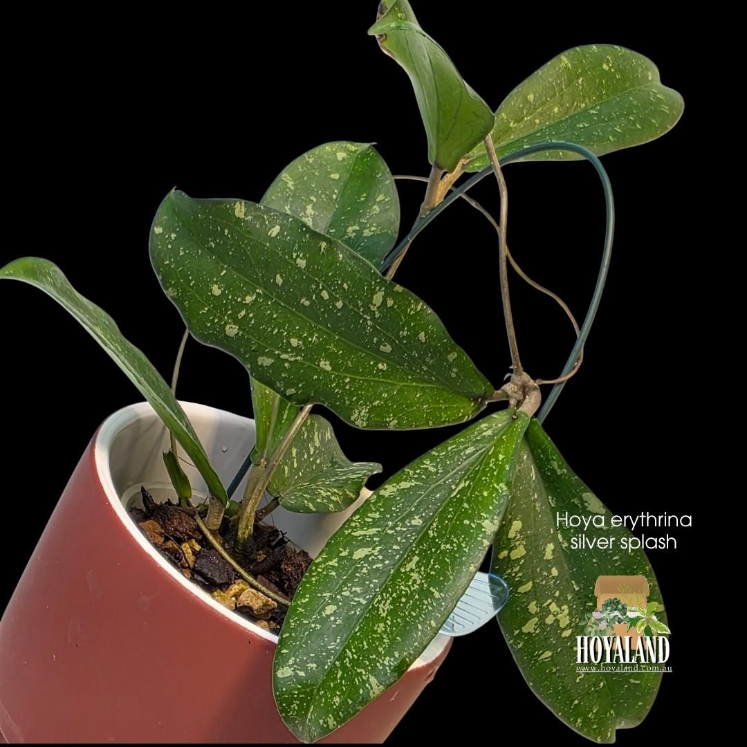 Hoya erythrina silver splash (4).jpg