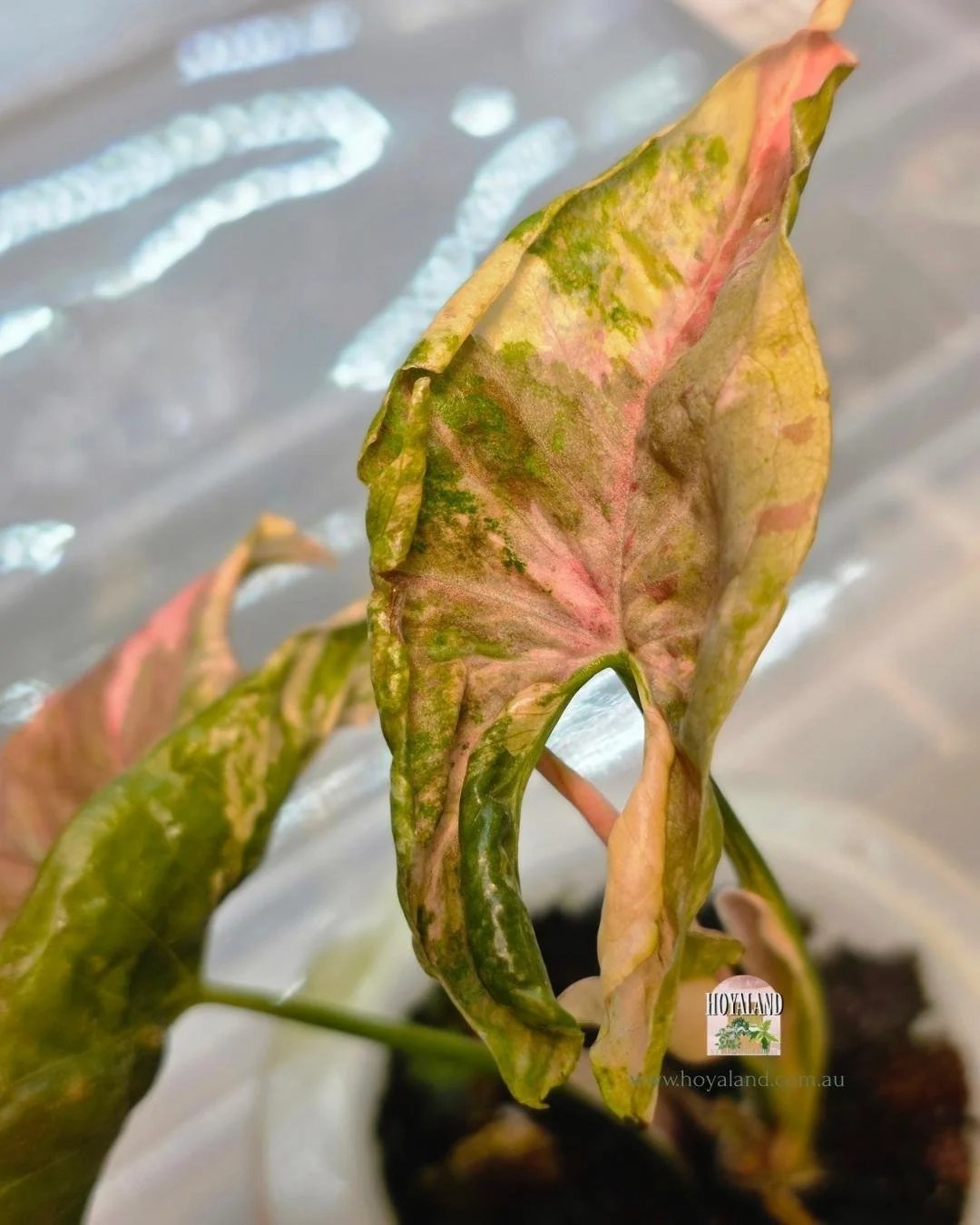 Syngonium confetii mutation (3).jpg