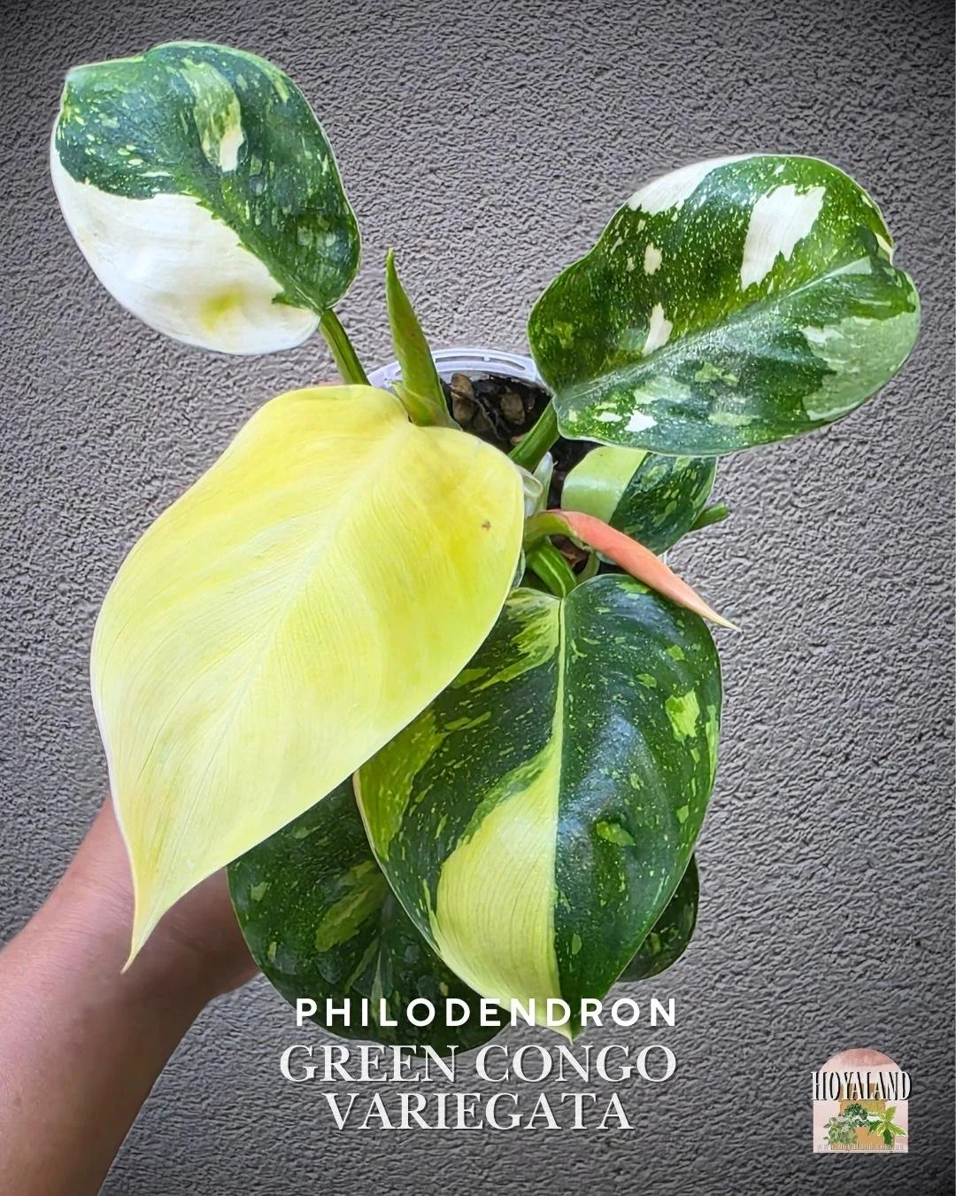 🌞 Philodendron Green Congo Variegated B Multiple Tips 🎇