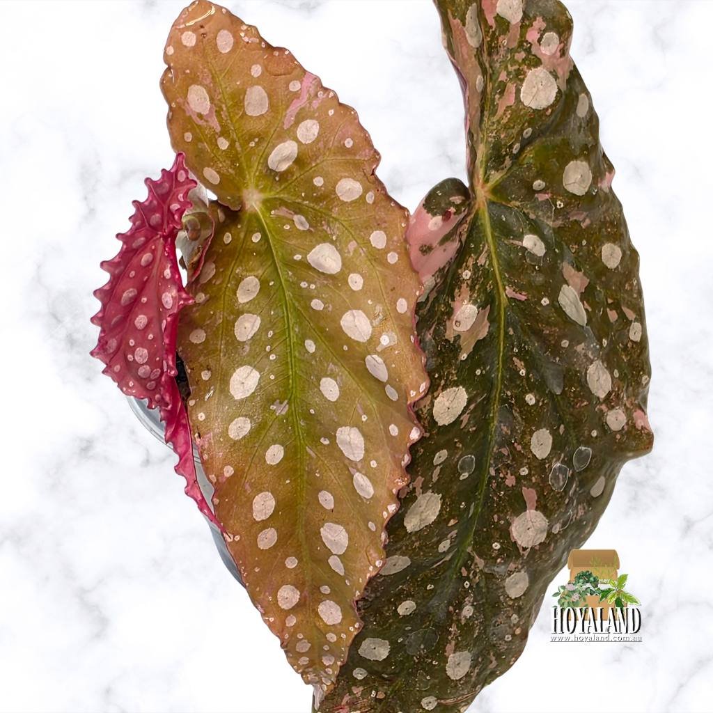 Begonia maculata 2 (7).jpg