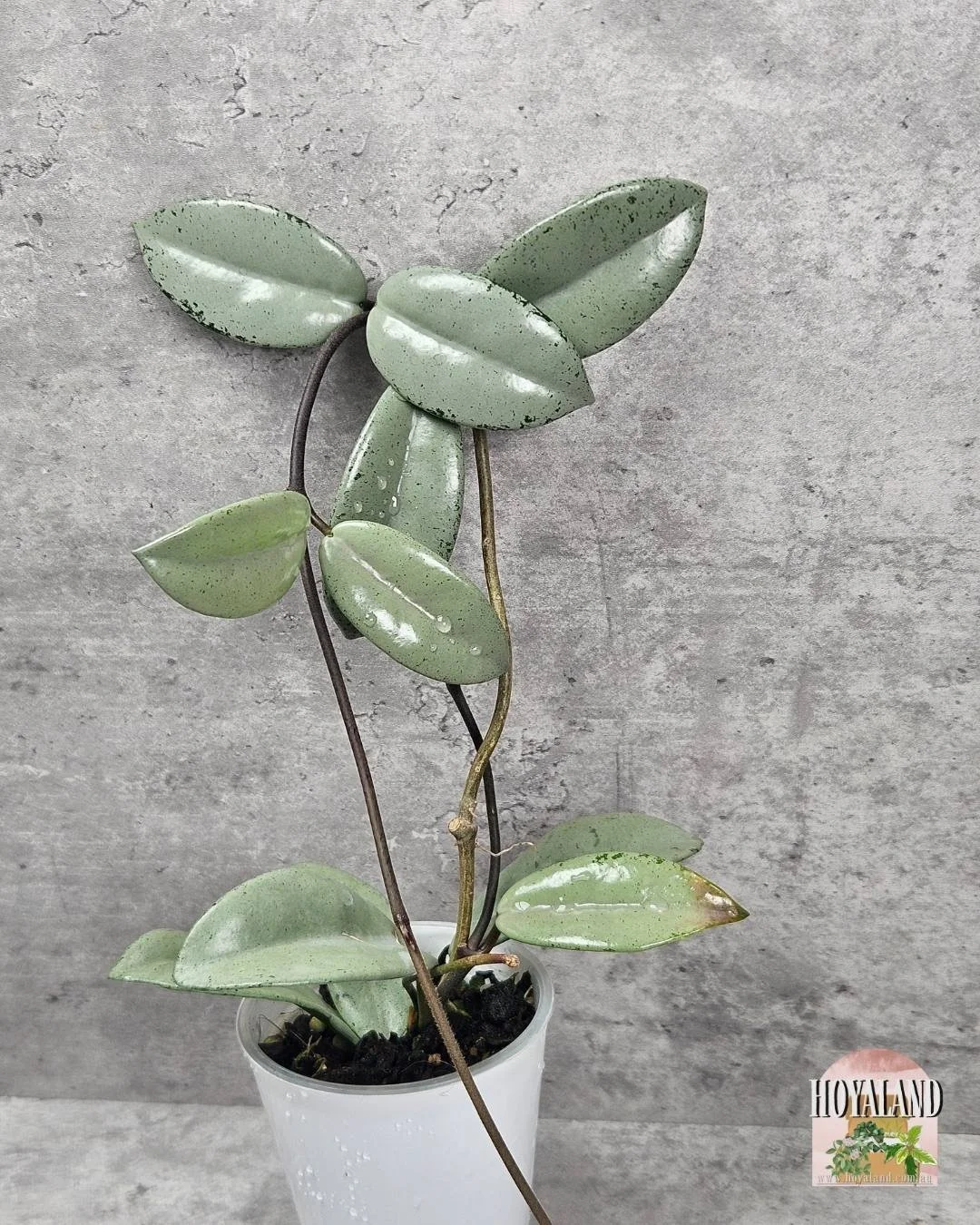 Hoya wilbur graves super silver (2).jpg