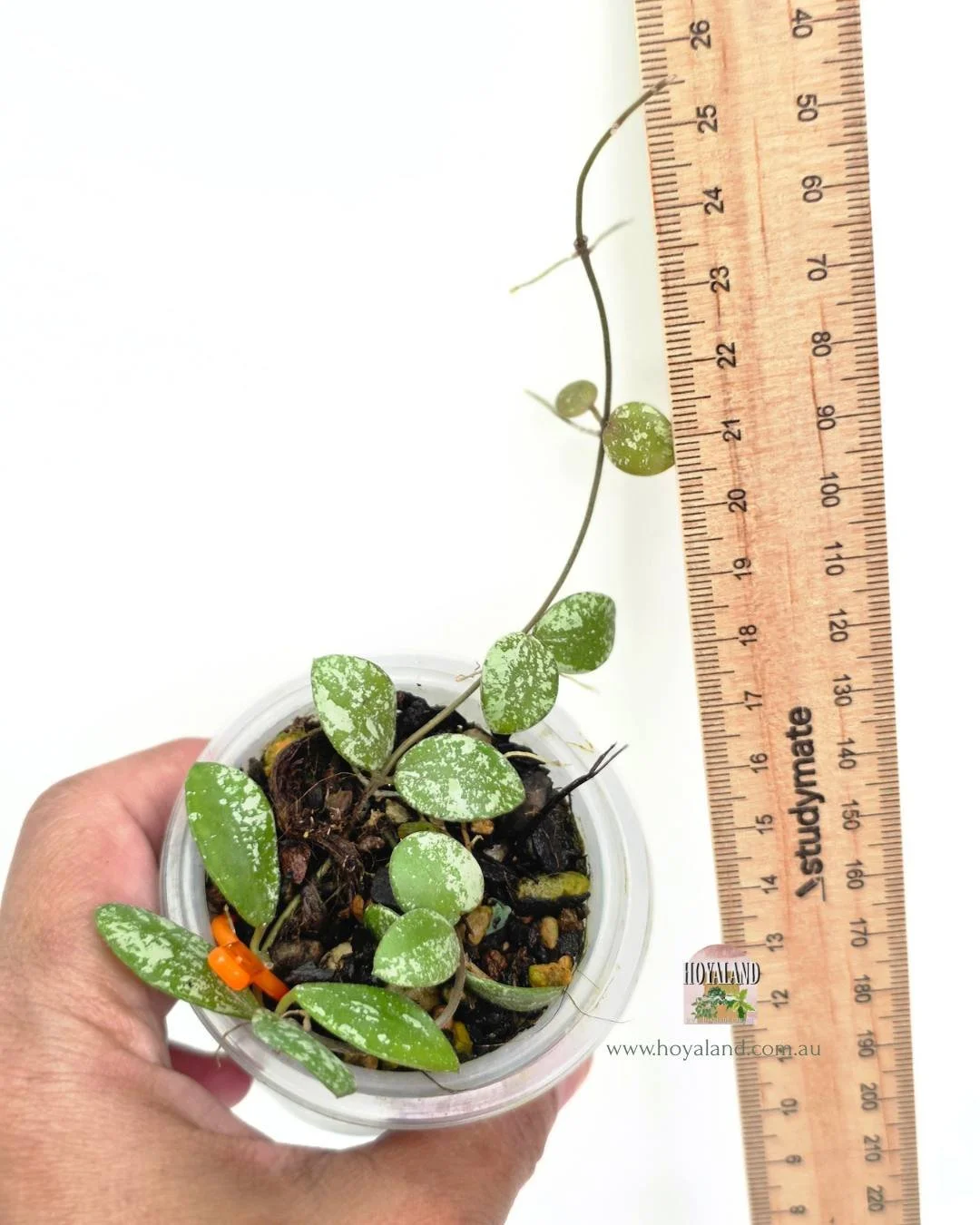 Hoya mini coin silver.jpg