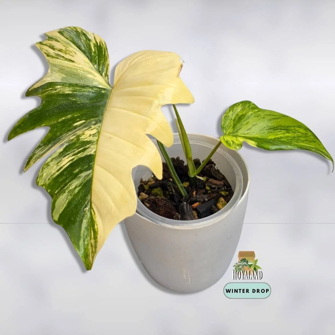Philodendron Florida Beauty x mayoi with wide triangular leaves and light cream variegation