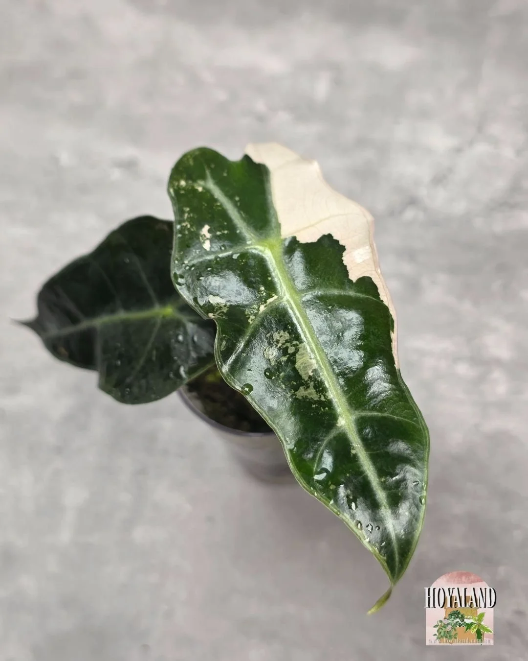 🌞 Rare  Alocasia Amazonica Variegata from Corm | Non TC | A 🎇