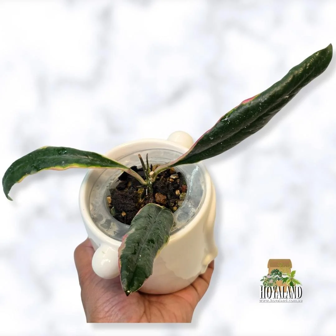 Hoya sulawesiana albo (3).jpg