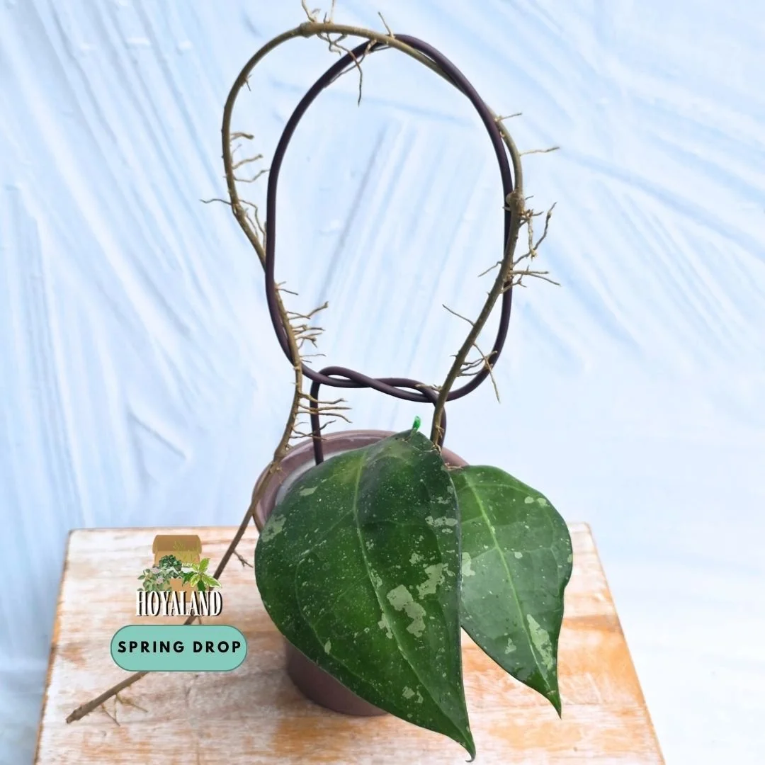 Established Hoya verticillata sp Wayang Pink Splash climbing vine showing large oval leaves with heavy silver splash sun-stressing to saturated pink