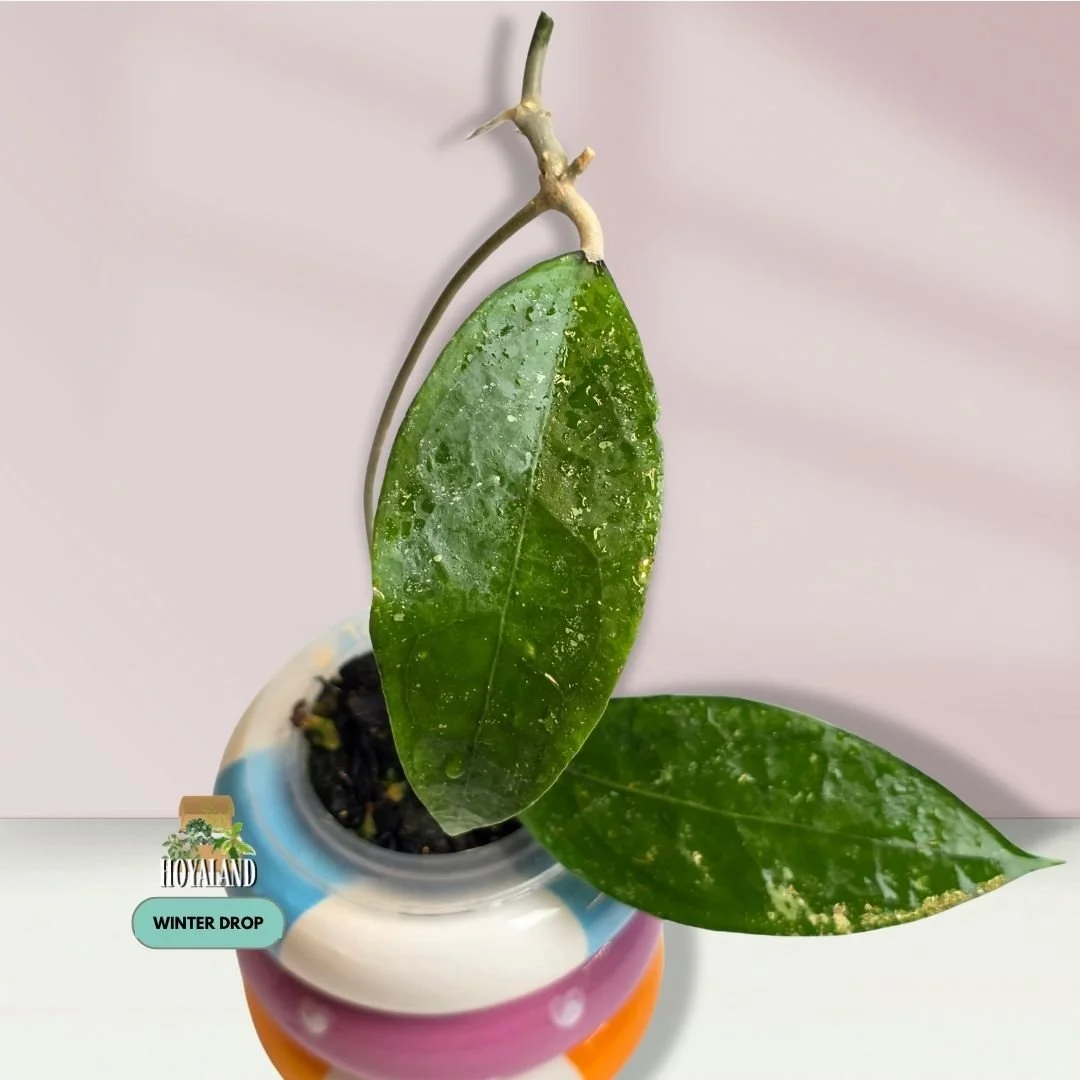 Hoya sp. Trenggalek (Tactile Vein & Subtle Silver Splash Form)  Base Plant