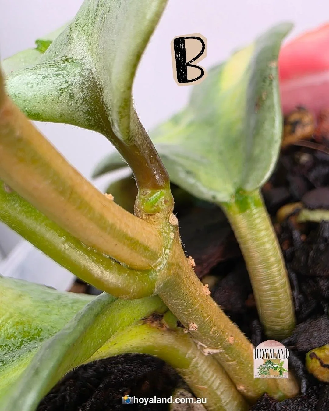 Hoya Argentea Princess B (3).jpg